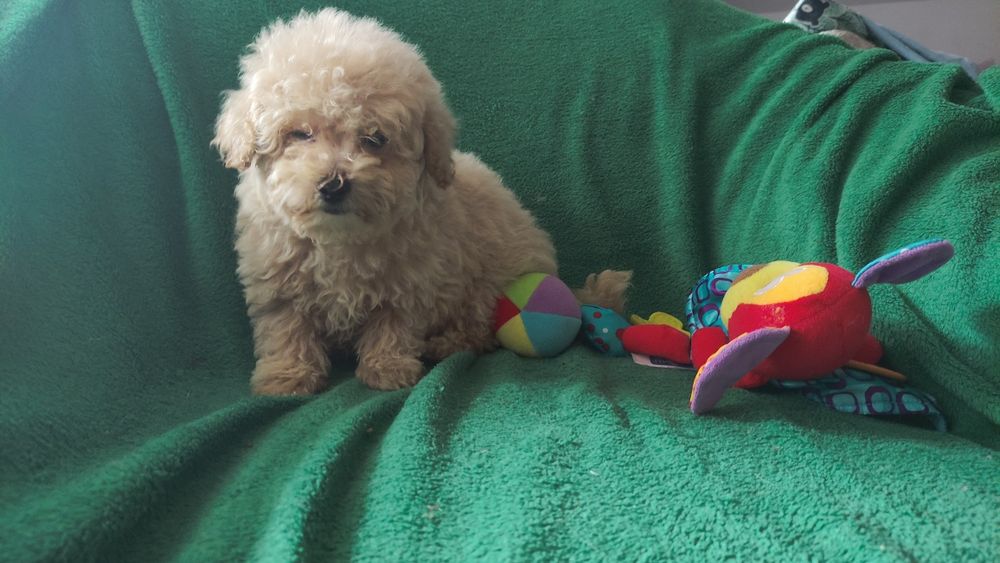 Maltipoo chłopiec bezowy Warszawa pudel maltańczyk