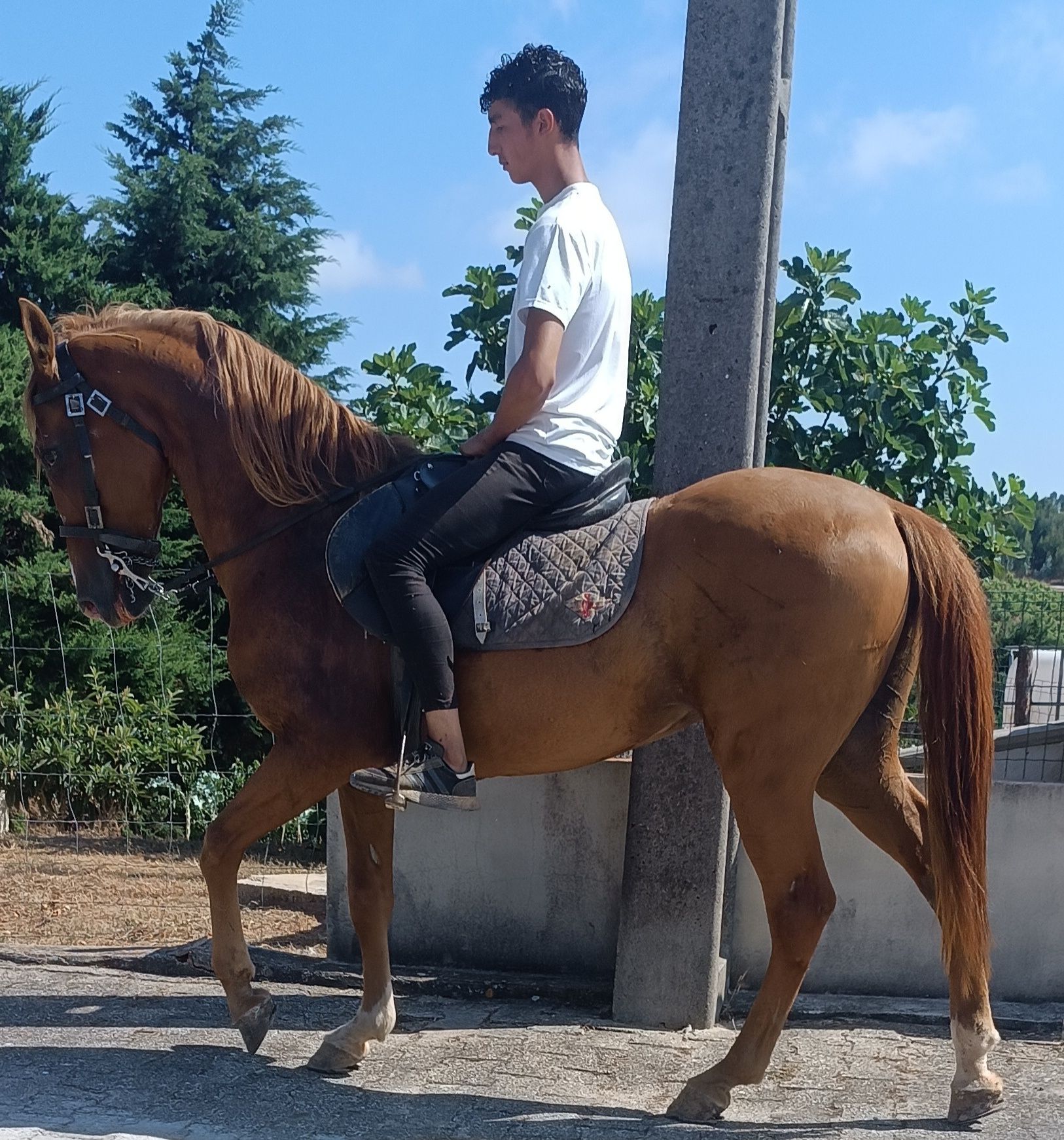 Cavalo cruzado ...