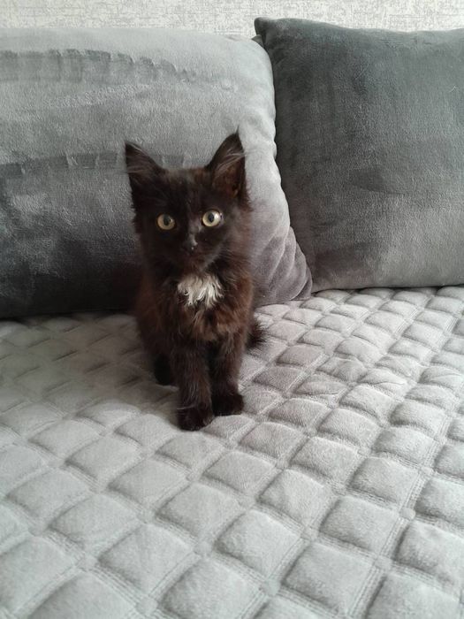 Кошеня в добрі руки!