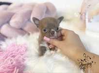 UNIKATOWY *** przepiekny chlopczyk chihuahua LILAC