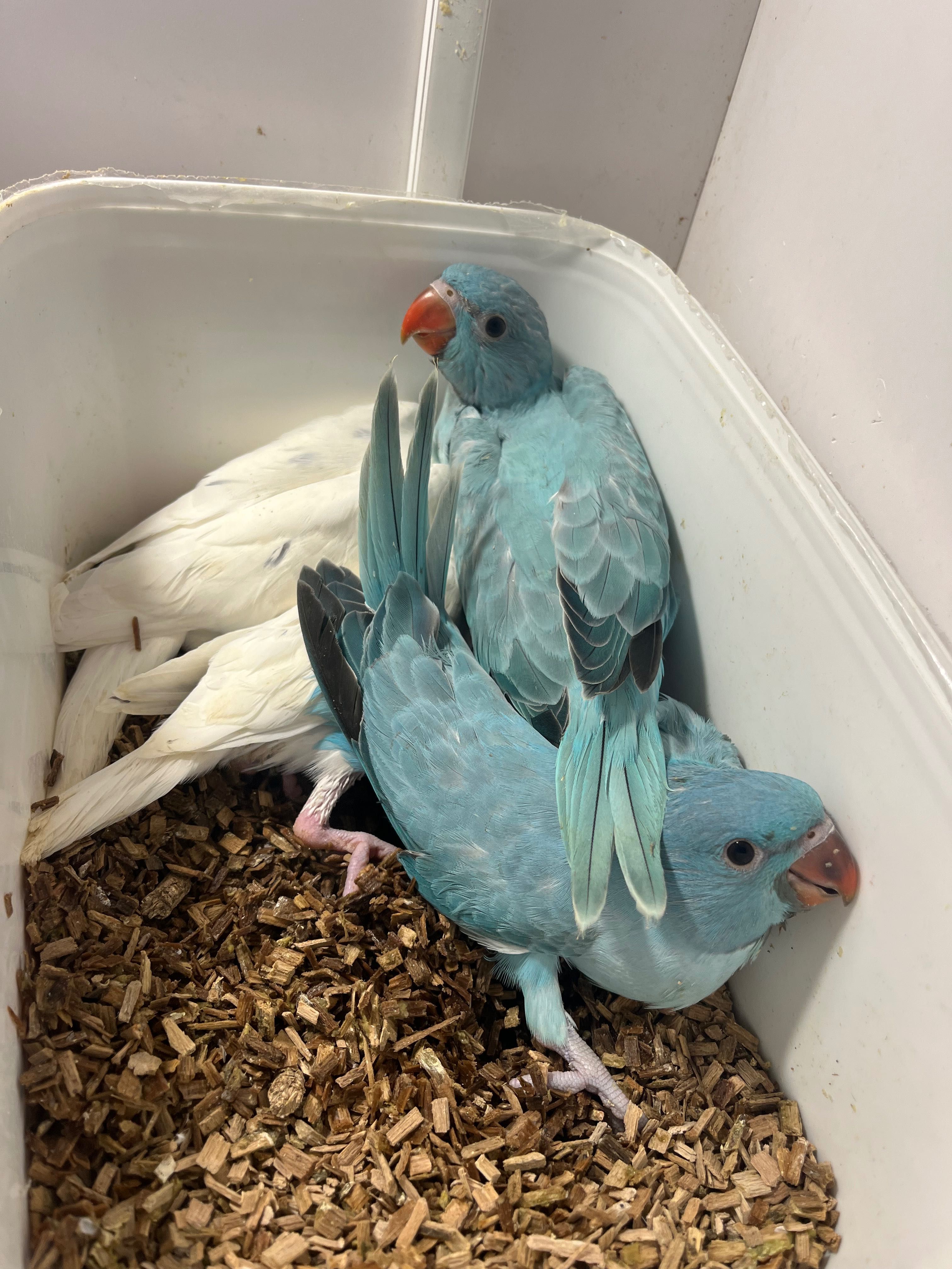 Ring necks, ecletus, marianinhas,