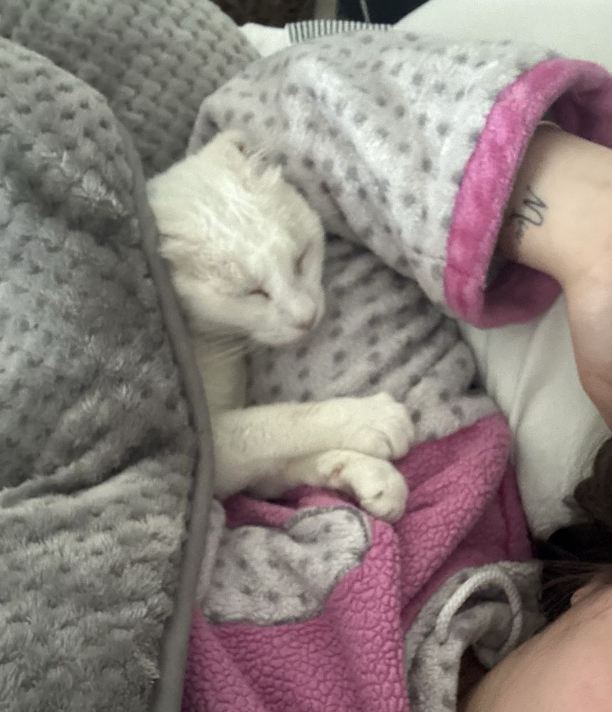 Pet Sitting - Pet Feliz > Coimbra & Figueira da Foz