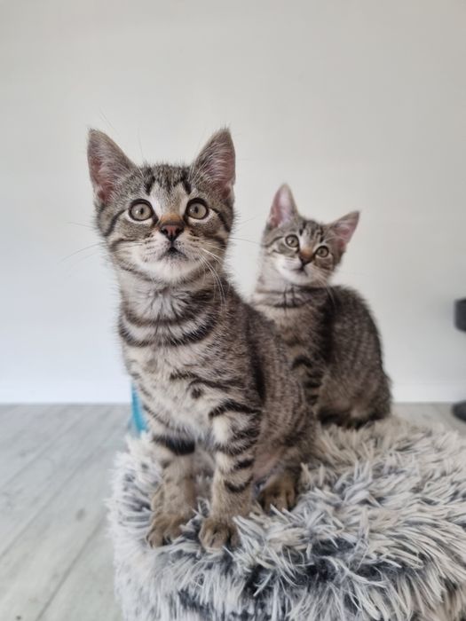 Dwa bure, młode kocurki do adopcji