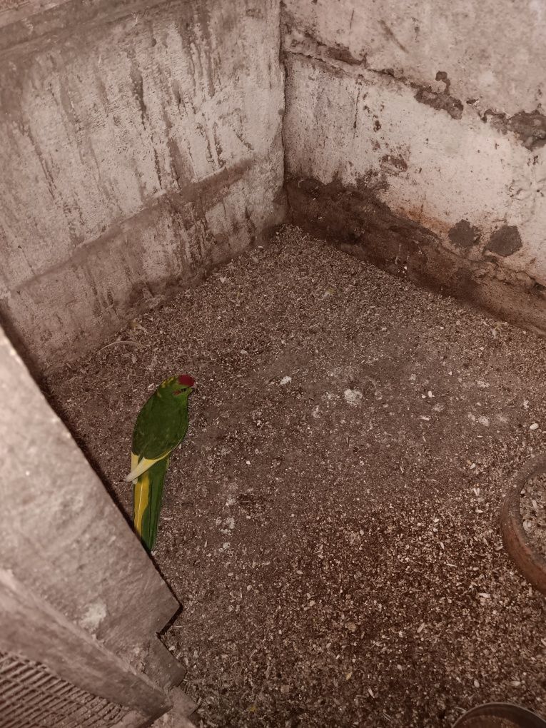 Casal de kakarikis