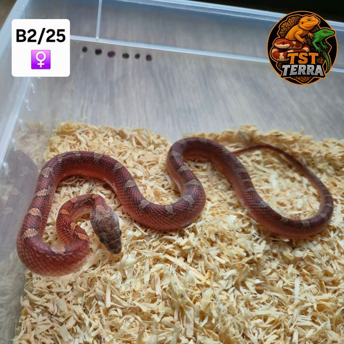 Węże zbożowe/mahoniowe/smugowe