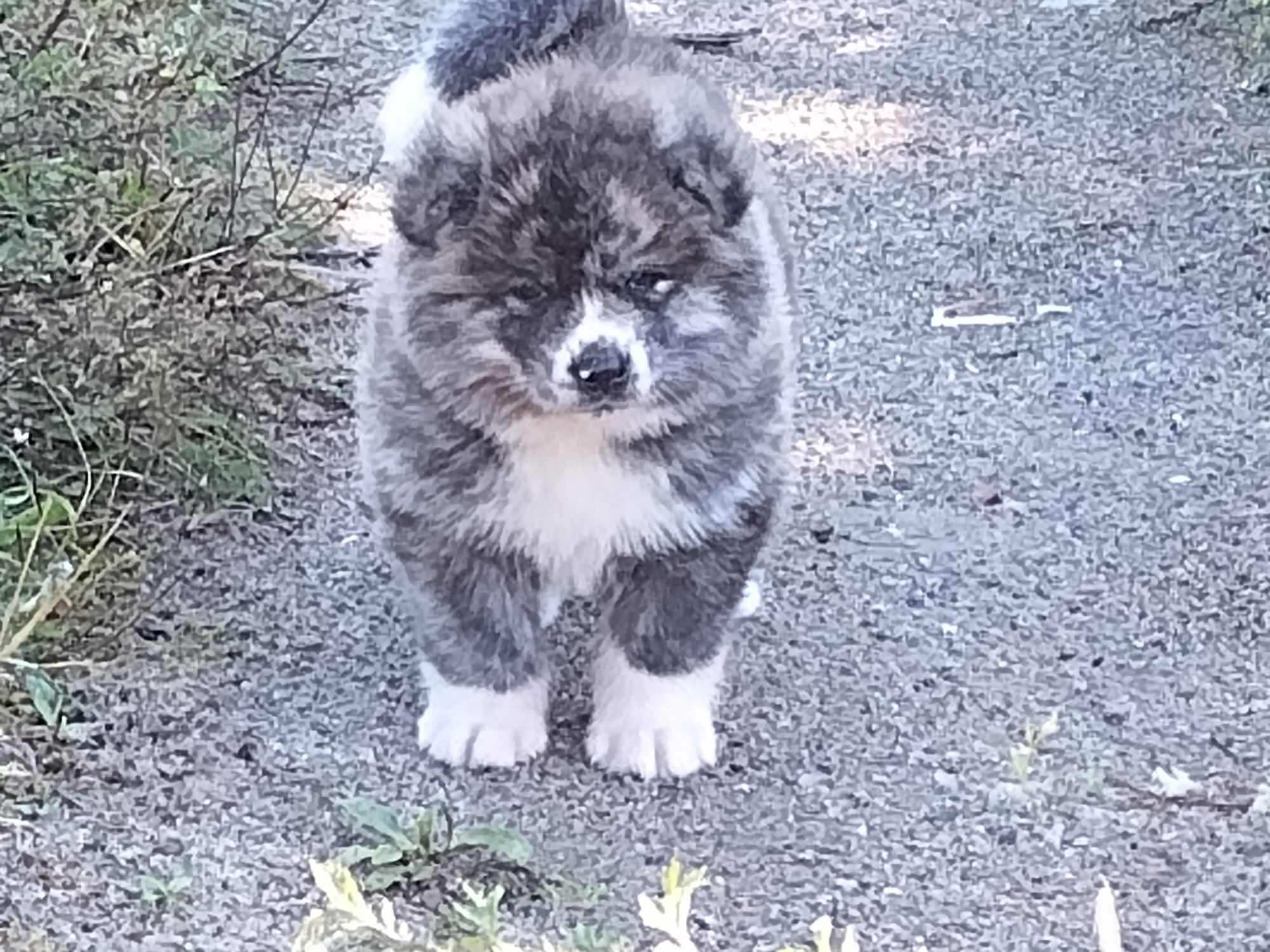 Japońska akita inu - pręgusek