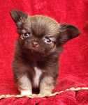 Chihuahua piesek długowłosy