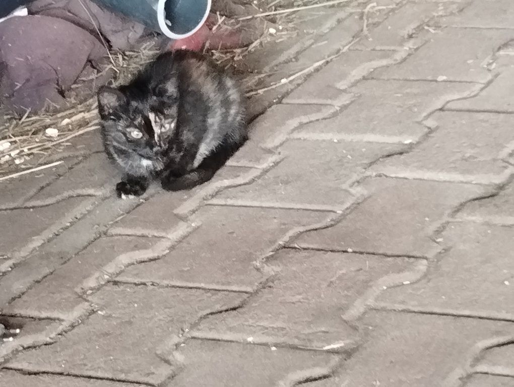 Kotki 2 miesiące