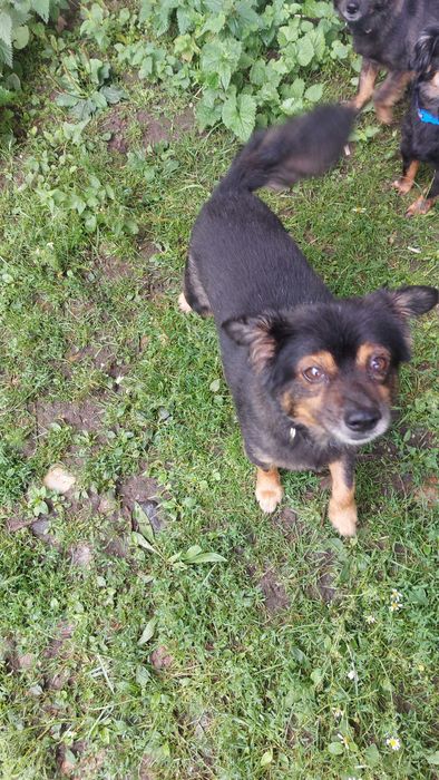 Pies do adopcji Bartuś