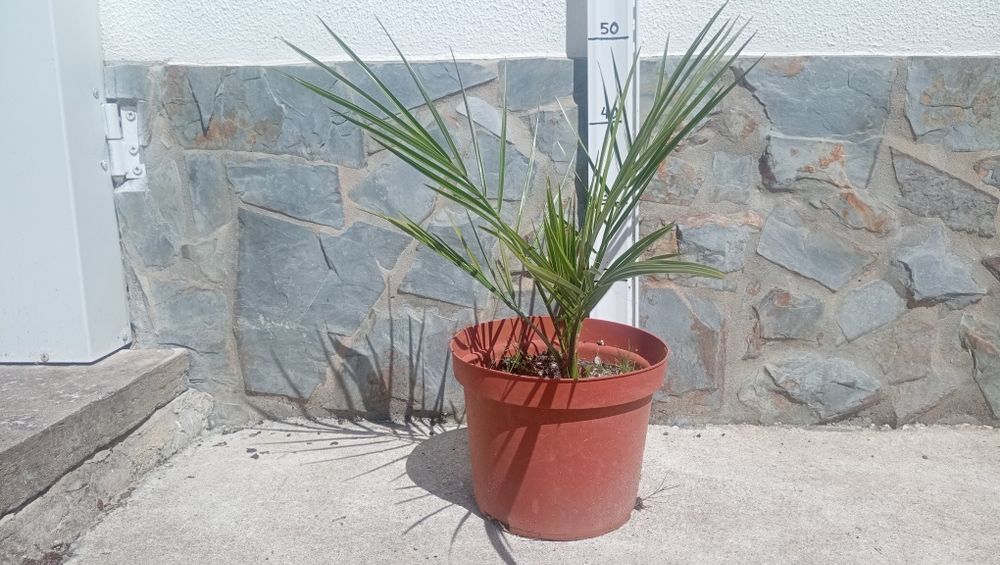 Palmeira leque, Phormium tenax  
5€