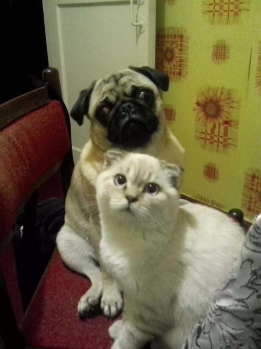 Потерялся кот, вислоухий, очень давно