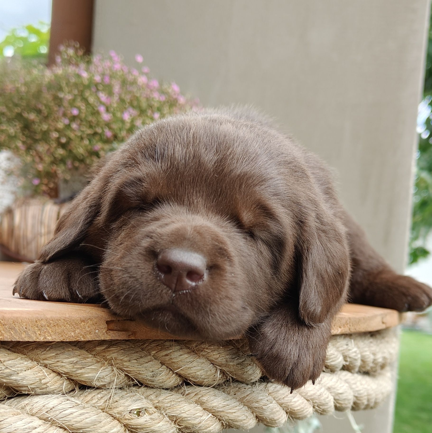 Labrador Czekoladowy