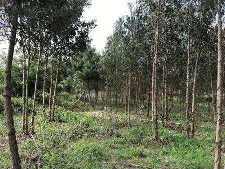 Vendo Terreno com 1.5 hectares