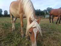 Haflinger ogierek