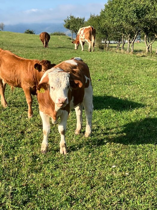 W sprzedaży byczki cielaki byki bydło