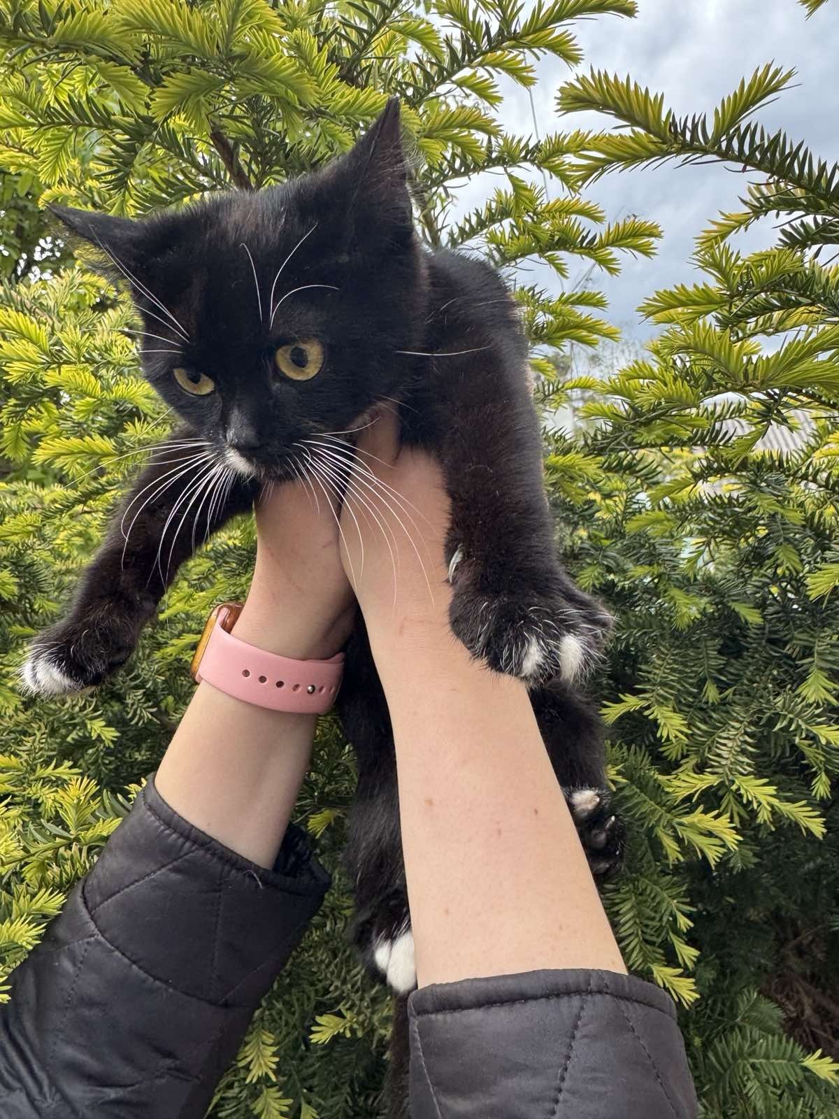 Котики в лагідні руки.
