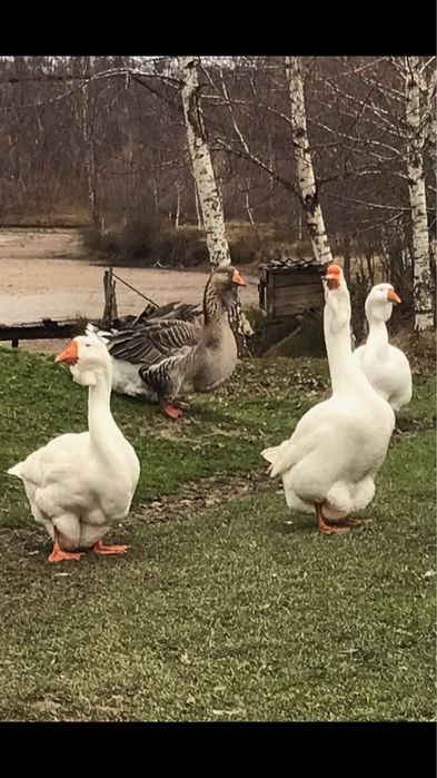 Продаються гуси холмогори
