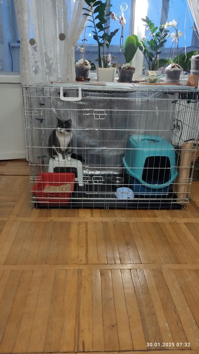 Отель Готель для котів (домашняя котогостиница) передержка