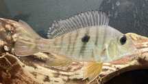 3 ziemiojady orange head tapajos 6-7 cm