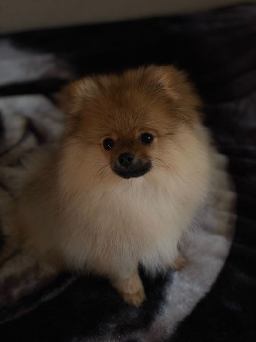 Цуценя померанського шпіца