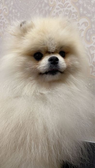 Померанський шпіц вязка