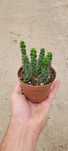 Peperomia columella w doniczce 9 cm – Kolumnowy Sukulent!