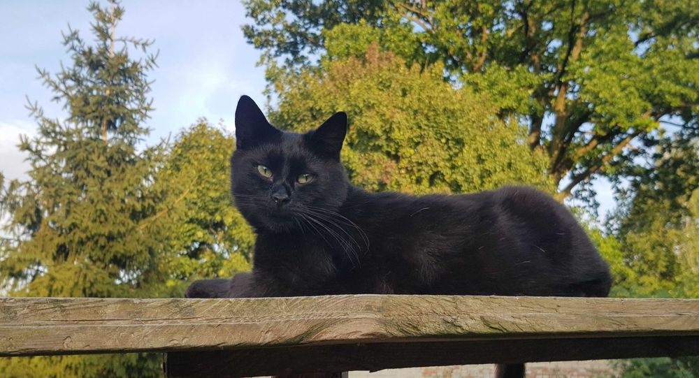 Onyx kocurek do adopcji