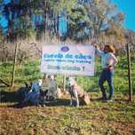 Escola de cães Caldas da Rainha Região Oeste - Dog-Training since 2012
