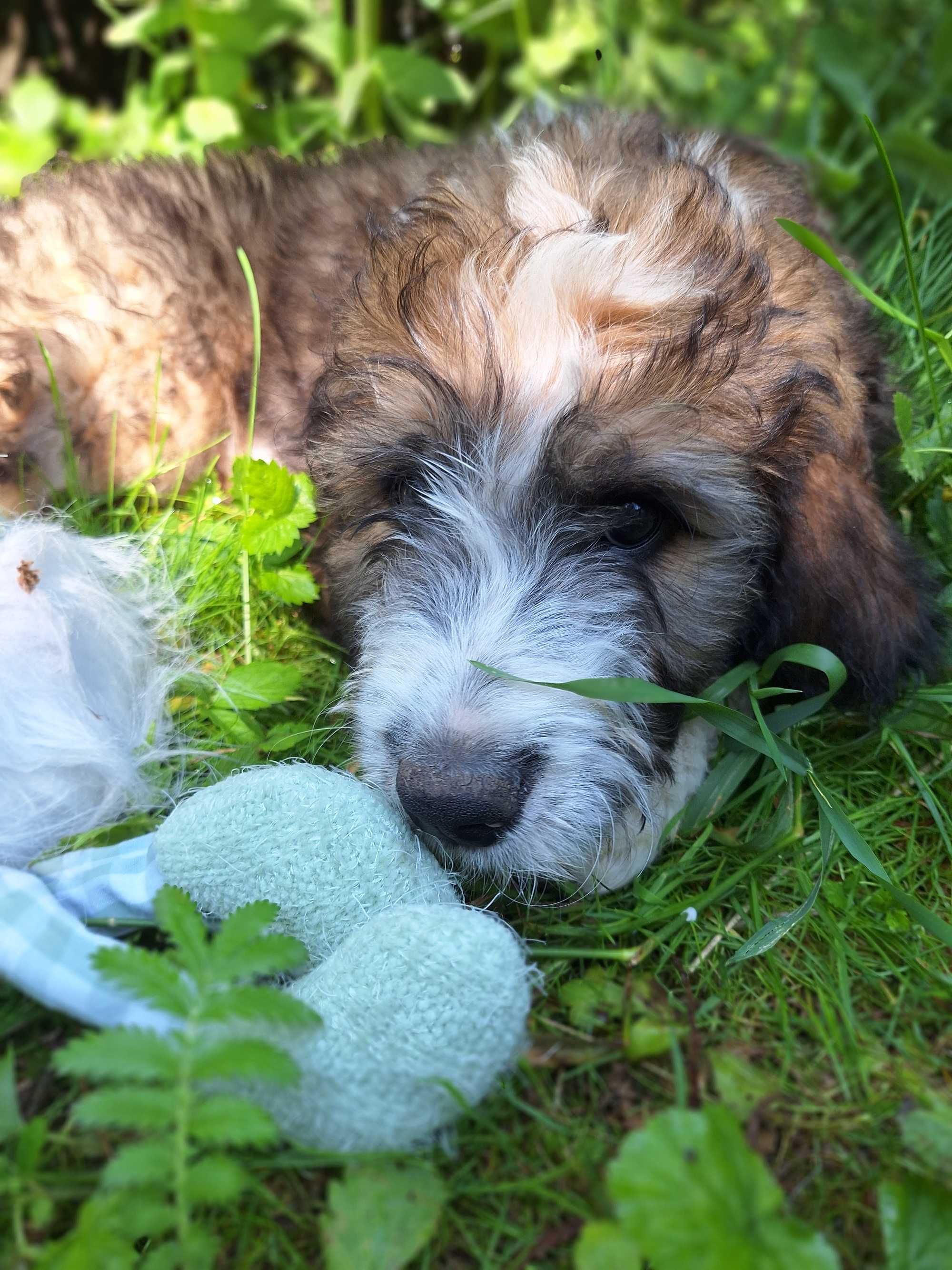 Bernedoodle Standard, Samiec, numer 1 z miotu