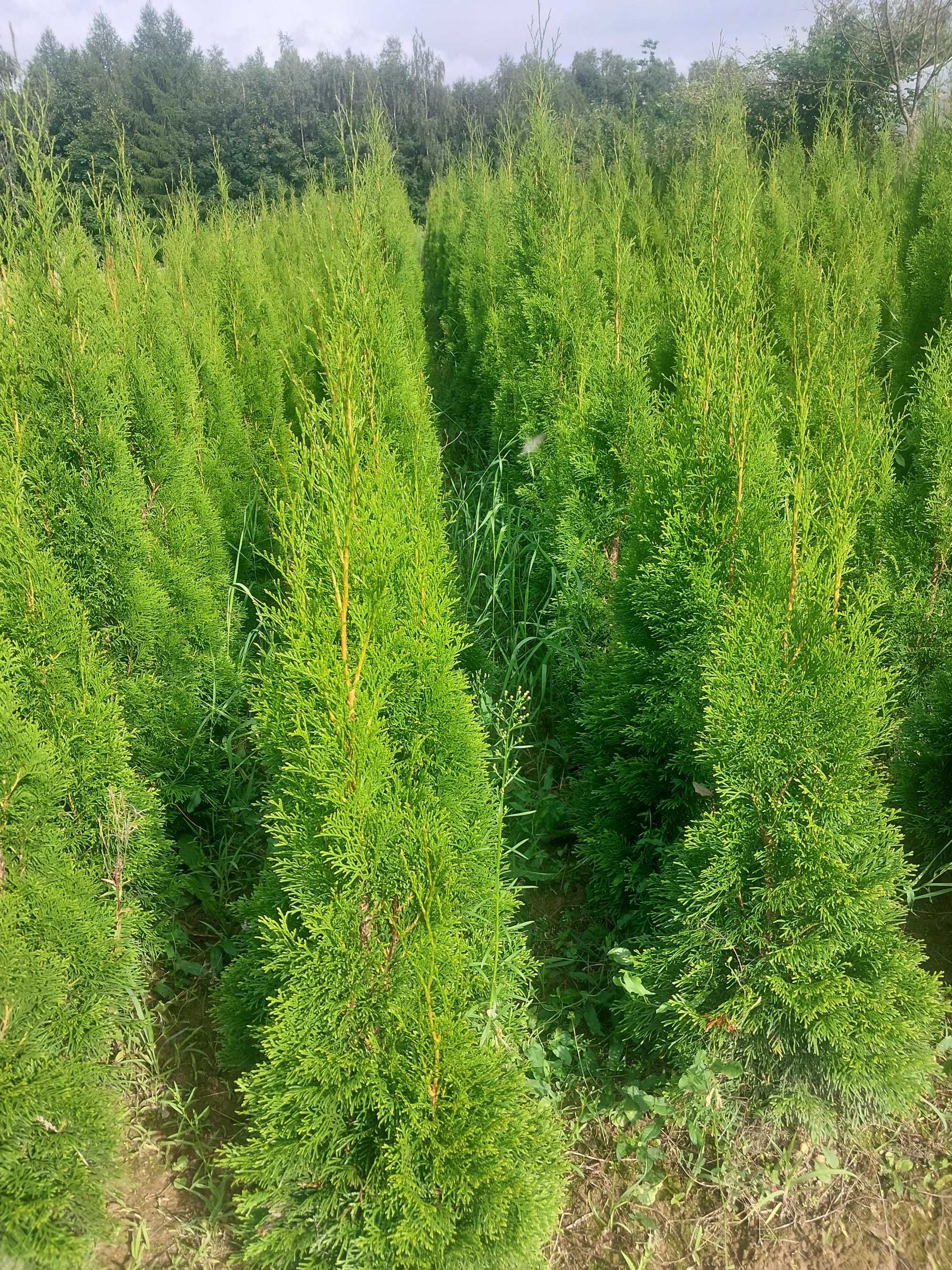 Żywotnik SMARAGD (TUJA SZMARAGD) wysokość 120-130 cm kopana z gruntu