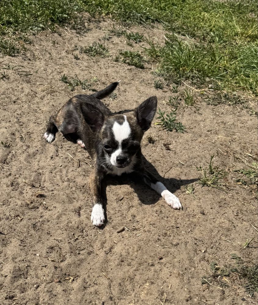 Suczka Chihiuahua Mini ZKwP (FCI)