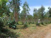 Terreno com Eucaliptal
