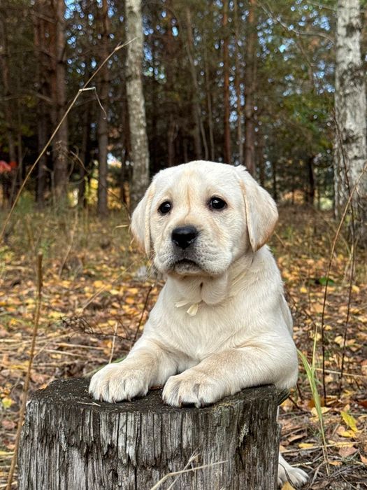 Щенки лабрадора ретривера с документами