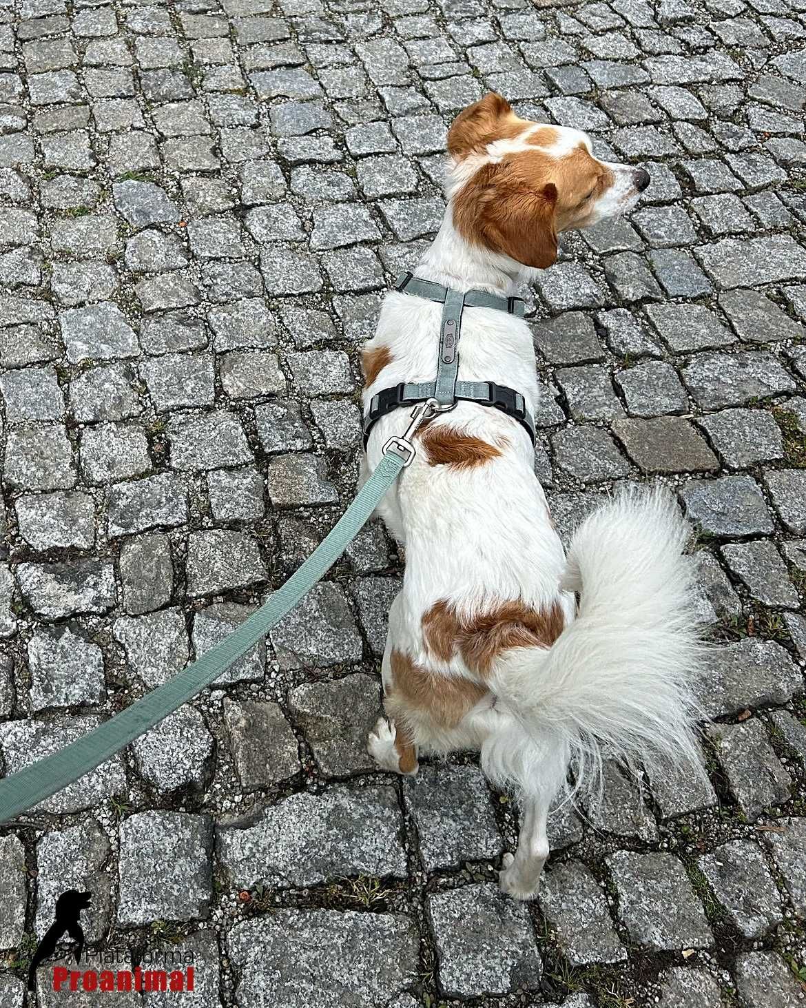 MARTIM - Cãozinho muito meigo para Adoção!