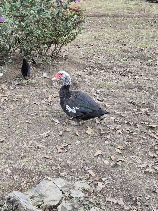 Kaczka, kaczor piżmowe