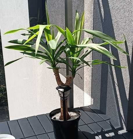 juka gwatemalska (Yucca elephantipes) XXL + GRATIS