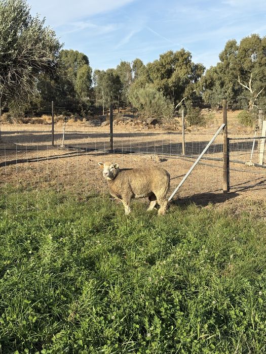Borrega Ile de France