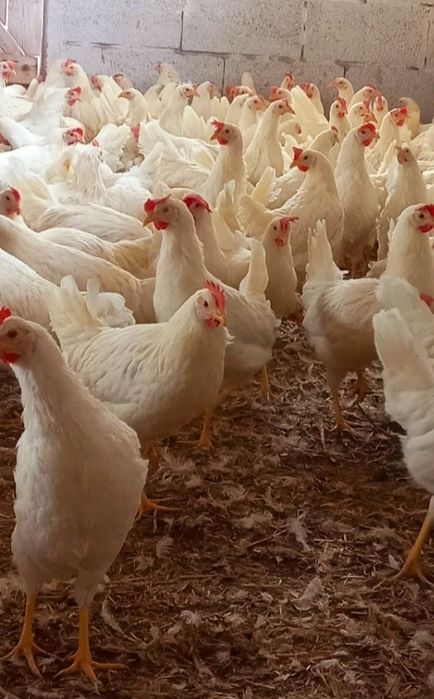 Kury Leghorn 23tyg Leghorny z jajkiem  Nioski
