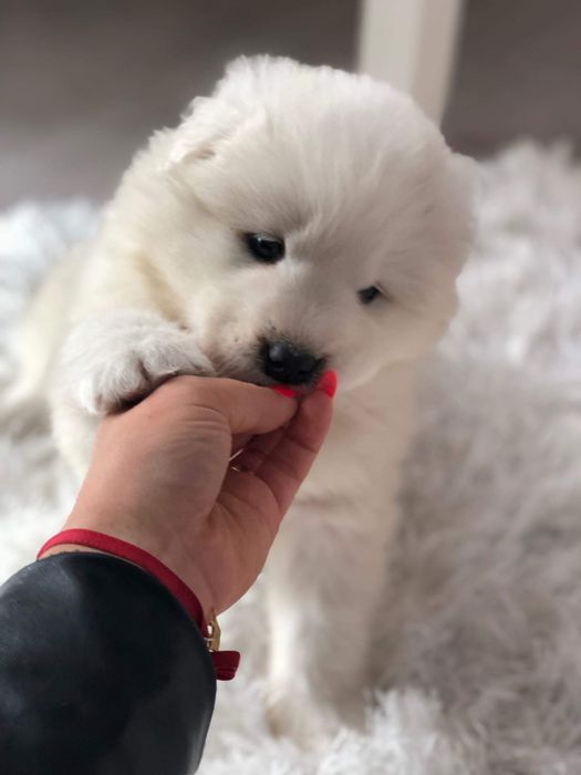 Samoyed Piękny Szczeniaczek