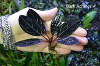 Bucephalandra Dark Achilles