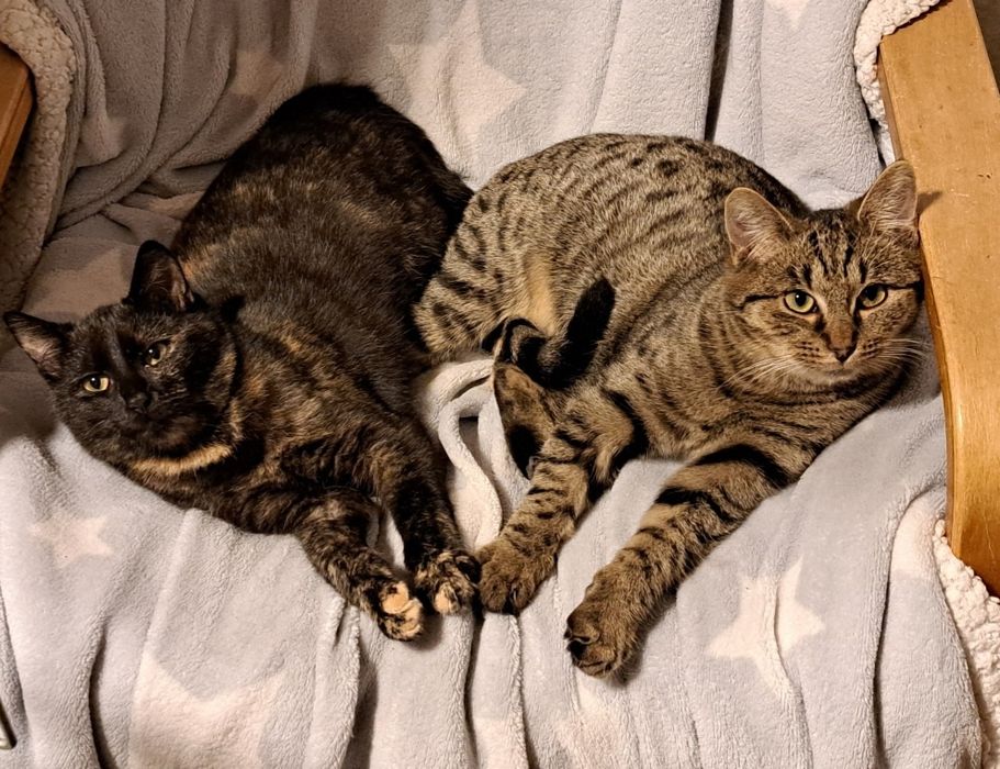 Mata I Hari wypatrują swojego kochającego domku