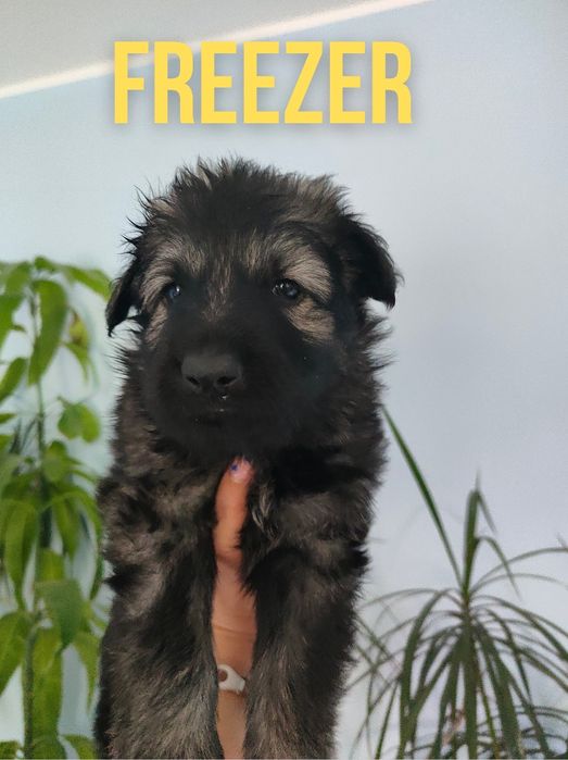 Rezerwacja Owczarek Niemiecki Staroniemiecki samiec Freezer