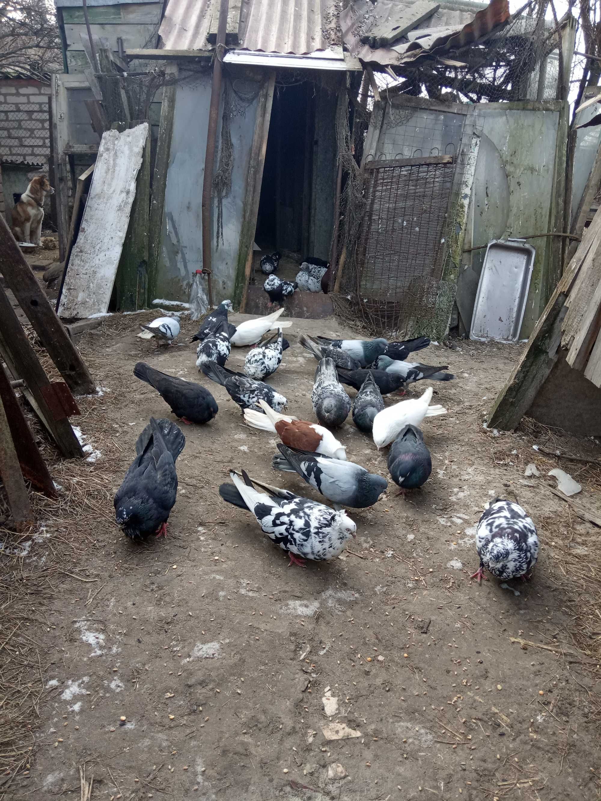 николаевские  голуби