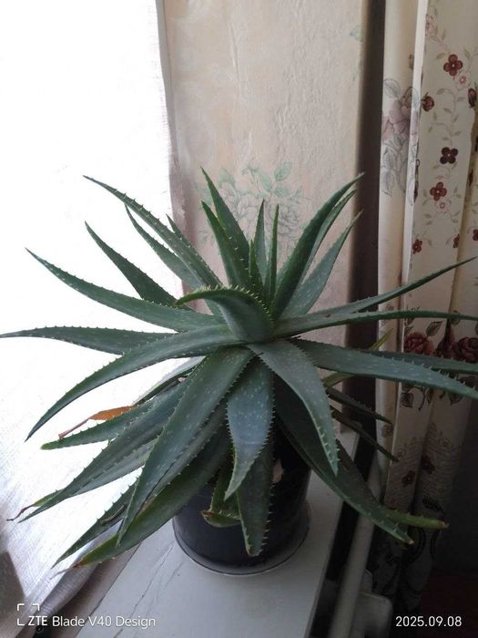Продам Велике Алое . 7 років ,доглянуте