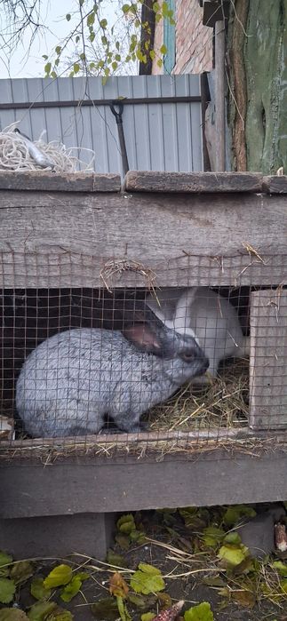 Кролики порада терманські білі та серебро