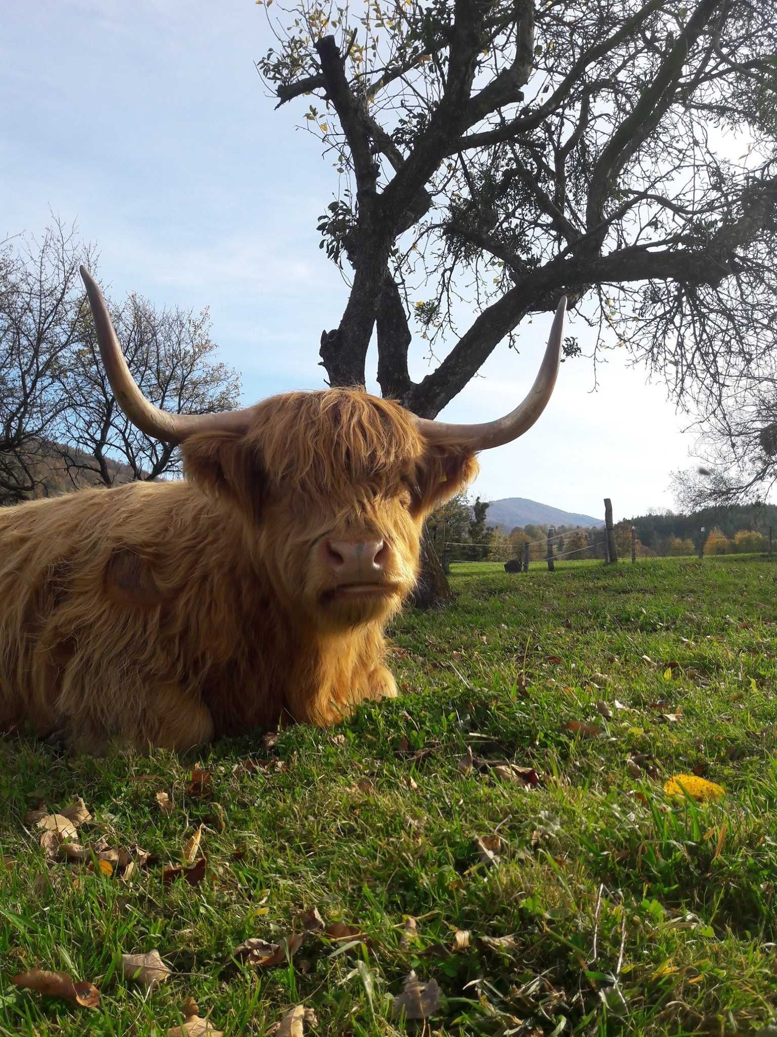 Highland cattle, 2 krowy, agroturystyka, wymiana