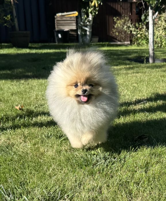 Sprzedam cudną dziewczynkę ZKwP FCI