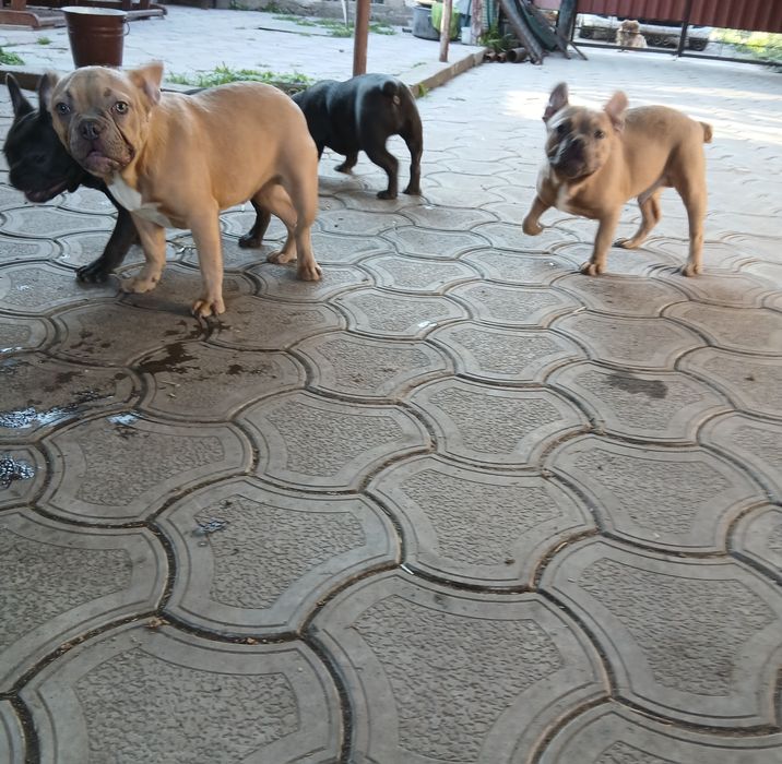 Две голубые девочки 12мес