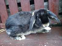 Królik miniaturka mini lop