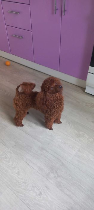 Вязка Той пудель